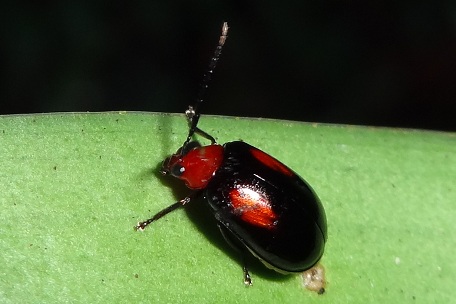 Leaf Beetle6 — DSC07112 (13)