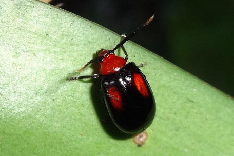 Leaf Beetle6 — DSC07115 (13)