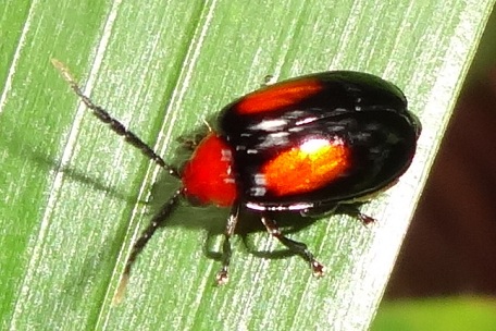 Leaf Beetle6 — DSC07544 (13)