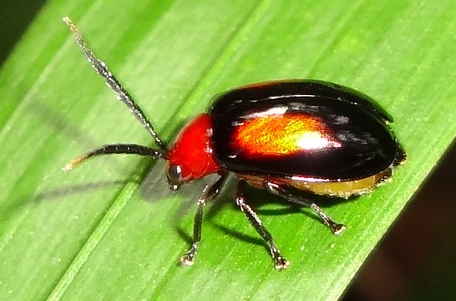 Leaf Beetle6 — DSC07547 (13)