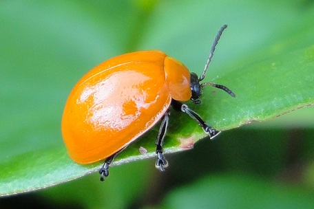 Leaf Beetle9 — DSC06845 (11)