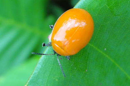 Leaf Beetle9 — DSC06846 (11)
