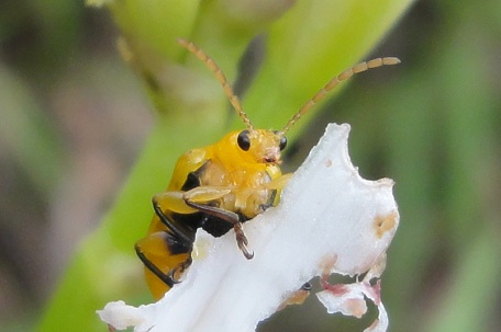 Lema pectoralis — DSC00971 (11)