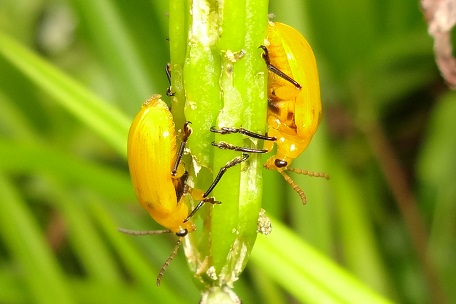 Lema pectoralis — DSC08253 (13)