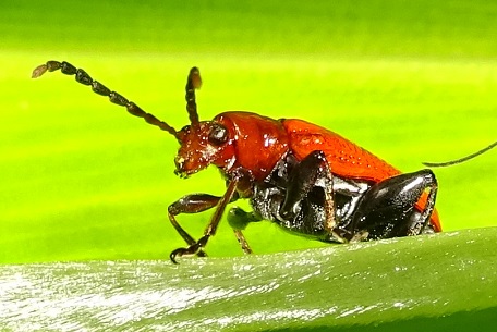 Lema quadripunctata — DSC05753 (14)