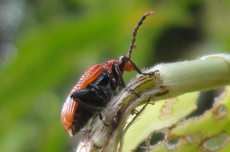 Lema quadripunctata — DSC08003 (11)