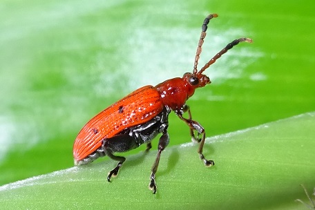 Lema quadripunctata — DSC08018 (14)