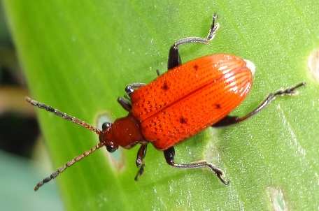 Lema quadripunctata — DSC08091 (14)