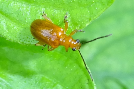 Lema rufotestacea — DSC01960 (14)