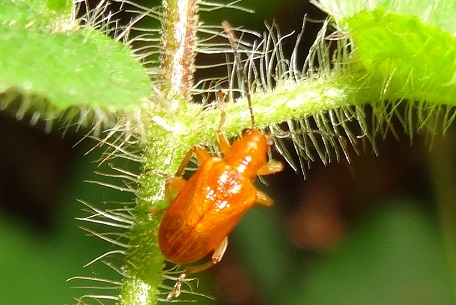 Lema rufotestacea — DSC02935 (13)