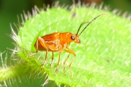 Lema rufotestacea — DSC02937 (13)