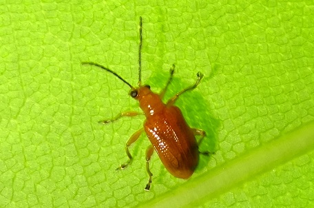 Lema rufotestacea — DSC06799 (14)