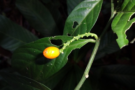 Lepionurus sylvestris — DSC03132 (12)