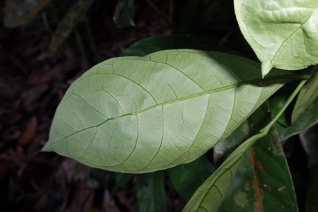 Lepionurus sylvestris — DSC03134 (12)