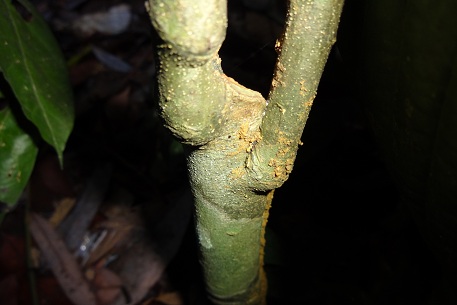 Lepionurus sylvestris — DSC03137 (12)
