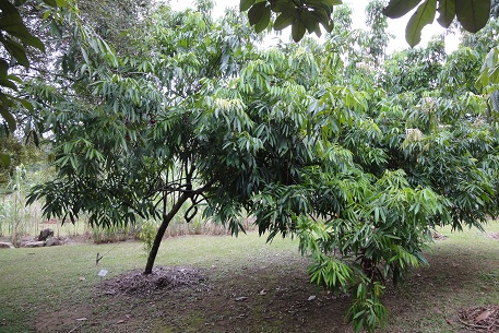 DSC00480 (11)