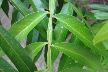 Lepisanthes alata — DSC00482 (11)