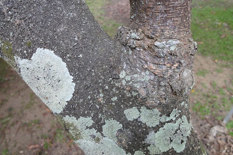 Lepisanthes alata — DSC00488 (11)