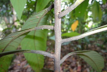 Litsea firma — DSC00637 (11)
