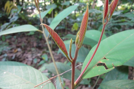Litsea firma — DSC02737 (11)