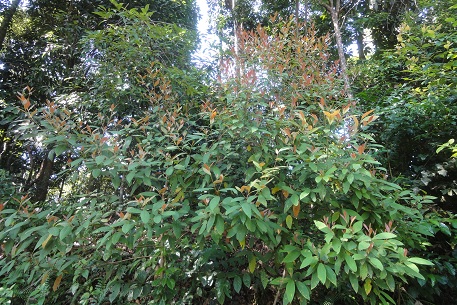Litsea firma — DSC06019 (12)