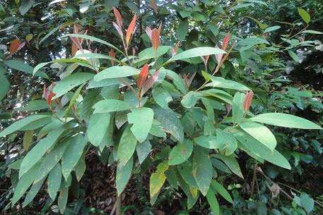 Litsea firma — DSC06020 (12)