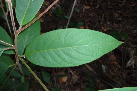 Litsea firma — DSC07128 (14)