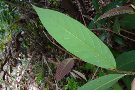 Litsea firma — DSC07130 (14)