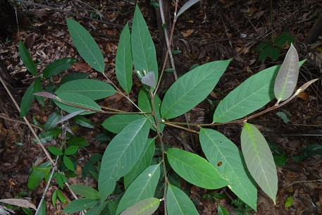 Litsea firma — DSC07133 (14)
