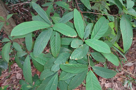 Litsea firma — DSC07195 (14)