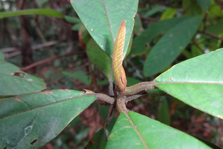 Litsea firma — DSC07197 (14)