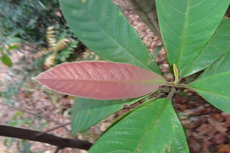 Litsea firma — DSC07202 (14)