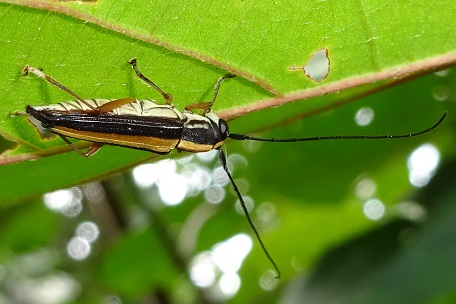 Longhorn Beetle1 — DSC00672 (14)