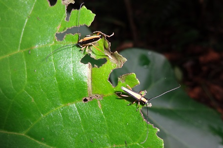 Longhorn Beetle1 — DSC04631 (13)