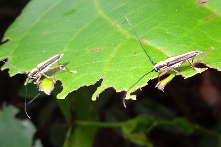 Longhorn Beetle1 — DSC04632 (13)