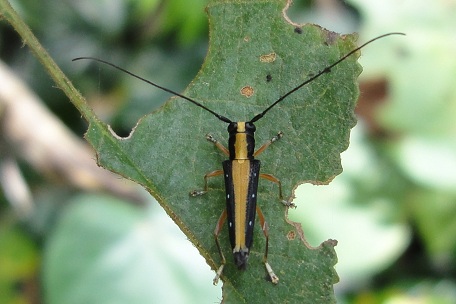 Longhorn Beetle1 — DSC05875 (11)