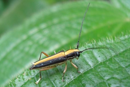 Longhorn Beetle1 — DSC06796 (10)