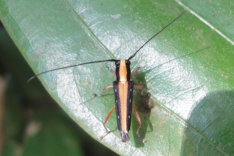 Longhorn Beetle1 — DSC08023 (11)