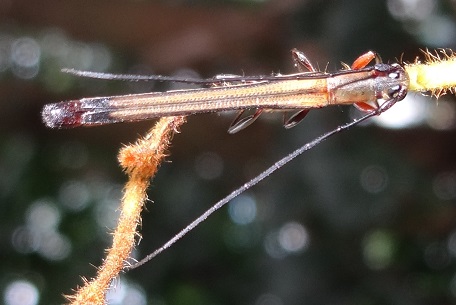 Longhorn Beetle5 — DSC03546 (13)