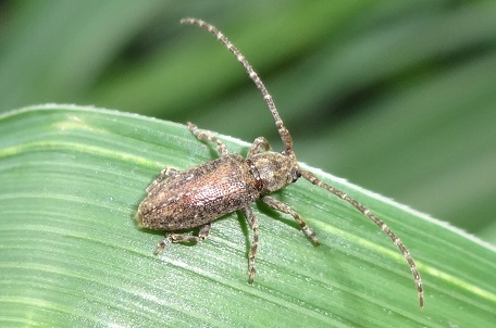 Longhorn Beetle6 — DSC04254 (13)