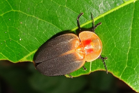 Lychnuris fumigata — DSC05341 (13)