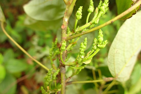 Macaranga conifera — DSC00451 (13)