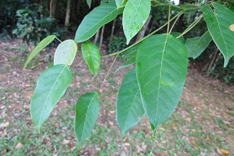 Macaranga conifera — DSC00629 (10)