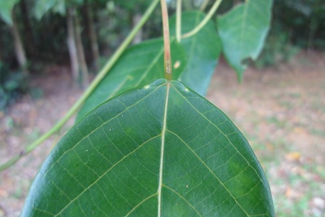 Macaranga conifera — DSC00630 (10)
