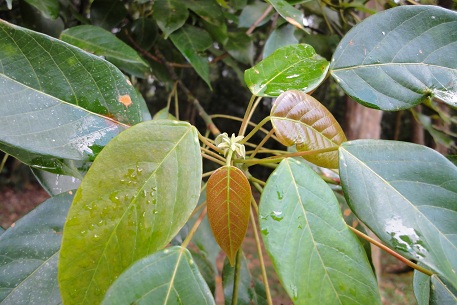 Macaranga conifera — DSC00631 (10)