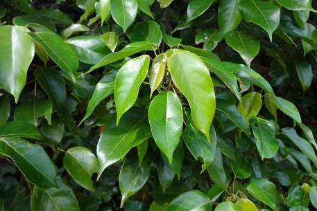 Macaranga conifera — DSC01993 (13)