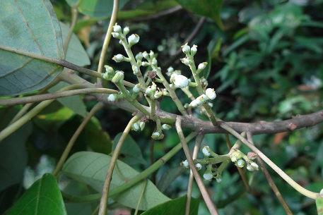 Macaranga conifera — DSC01994 (13)