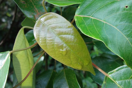 Macaranga conifera — DSC02000 (13)