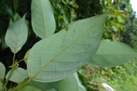 Macaranga conifera — DSC02004 (13)