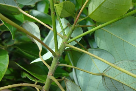Macaranga conifera — DSC02005 (13)